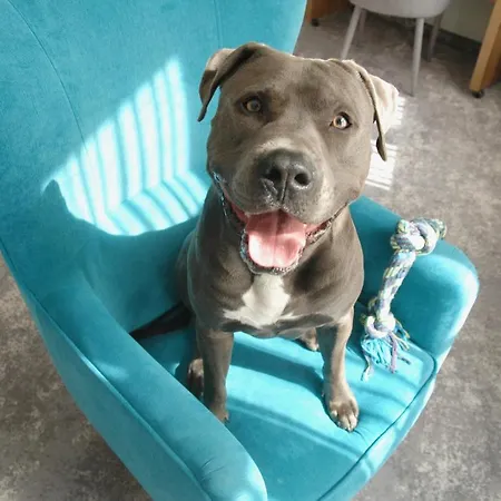 Tulip - Patio Wroclaw