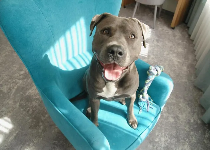 Tulip - Patio 弗罗茨瓦夫